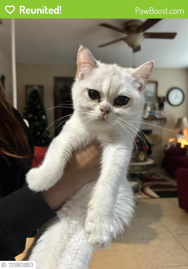 Reunited Male Cat last seen Blossom Ridge & Willard Pkwy, Elk Grove , Elk Grove, CA 95757