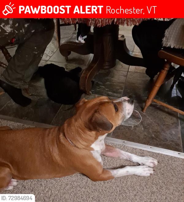 Lost Male Dog last seen Access Rd. & Maple Hill Rochester VT, Rochester, VT 05767