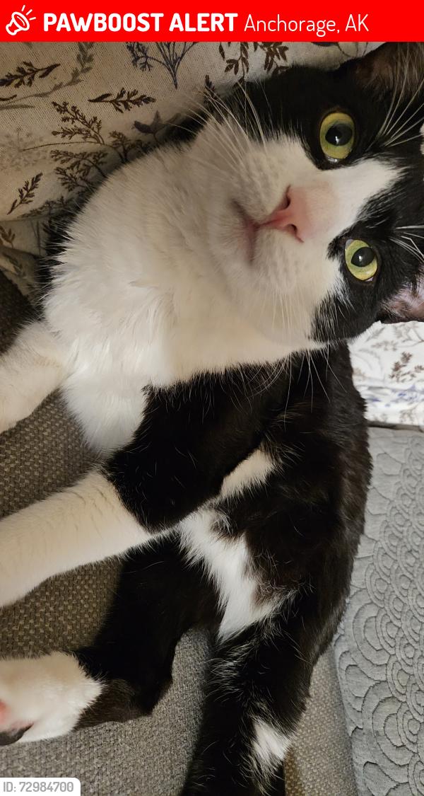 Lost Male Cat last seen Runestad CIR and Jewel Lake Rd 99502, Anchorage, AK 99502