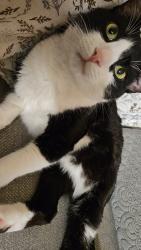 Lost Male Cat last seen Runestad CIR and Jewel Lake Rd 99502, Anchorage, AK 99502