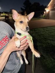 Found/Stray Male Dog last seen Off Wineview Drive, Oklahoma City, OK 73170