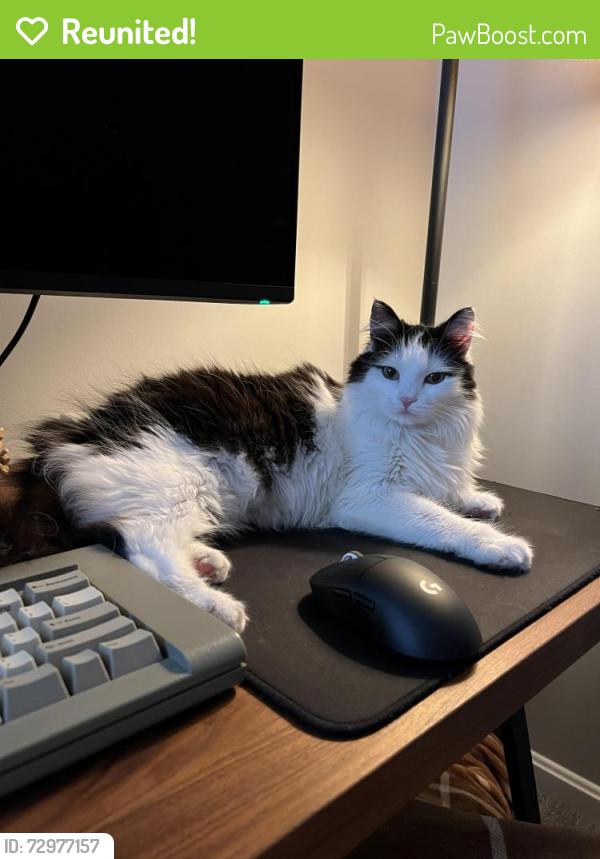 Reunited Female Cat last seen Estate Ridge Blvd near Glenmary Village apmts , Louisville, KY 40291