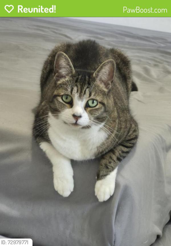 Reunited Female Cat last seen Big Horn Cir NW , Palm Bay, FL 32907