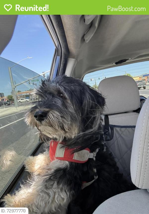 Reunited Male Dog last seen helen perry road , Ceres, CA 95307