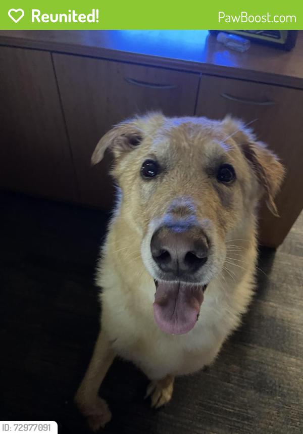 Reunited Male Dog last seen South Cooper , Arlington, TX 76017