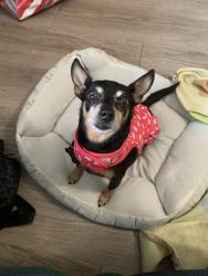 Reunited Female Dog last seen Near Yucca Field Dr, Cypress, TX 77433, USA, Cypress, TX 77433