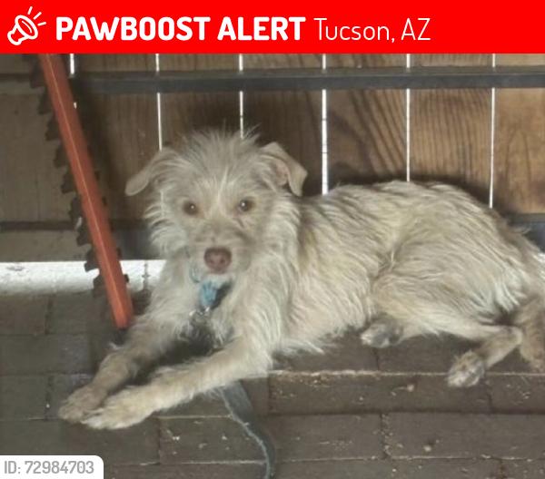Lost Female Dog last seen Near 1st and prince original speedway and Rosemont , Tucson, AZ 85719