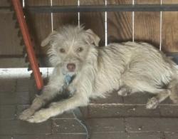 Lost Female Dog last seen Near 1st and prince original speedway and Rosemont , Tucson, AZ 85719