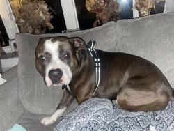 Lost Male Dog last seen Carslie td, York, PA 17408