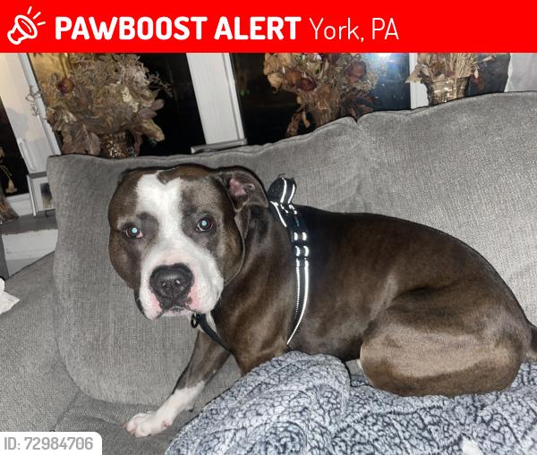 Lost Male Dog last seen Carslie td, York, PA 17408