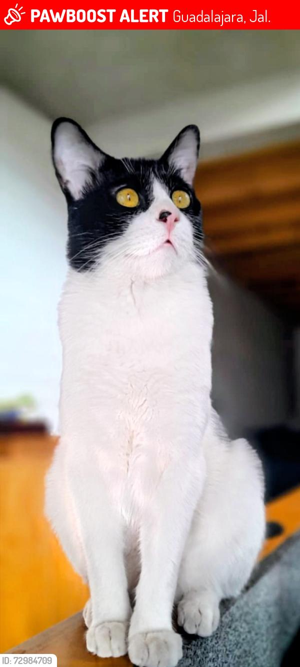 Lost Male Cat last seen Priciliano Sanchez y Calle Madero, Guadalajara, Jal. 