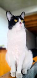 Lost Male Cat last seen Priciliano Sanchez y Calle Madero, Guadalajara, Jal. 