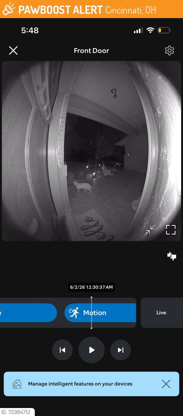 Found/Stray Unknown Cat last seen Corner of Ebenezer and devils backbone, Cincinnati, OH 45233