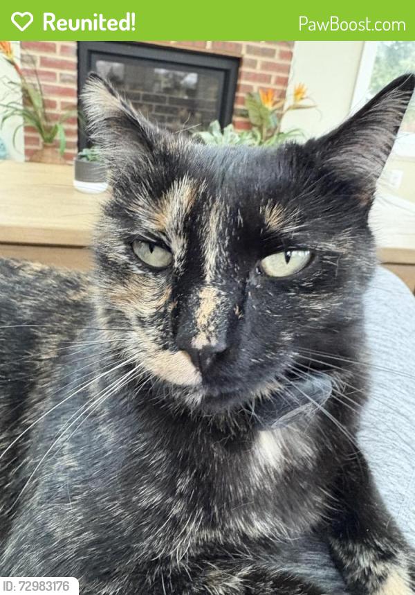 Reunited Female Cat last seen Alden , Fort Hunt, VA 22308