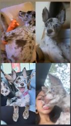Lost Male Dog last seen siete viejo, San dario ave, Laredo, TX 78040
