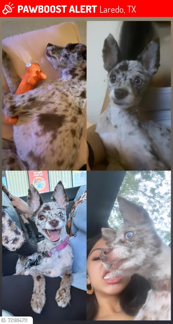 Lost Male Dog last seen siete viejo, San dario ave, Laredo, TX 78040