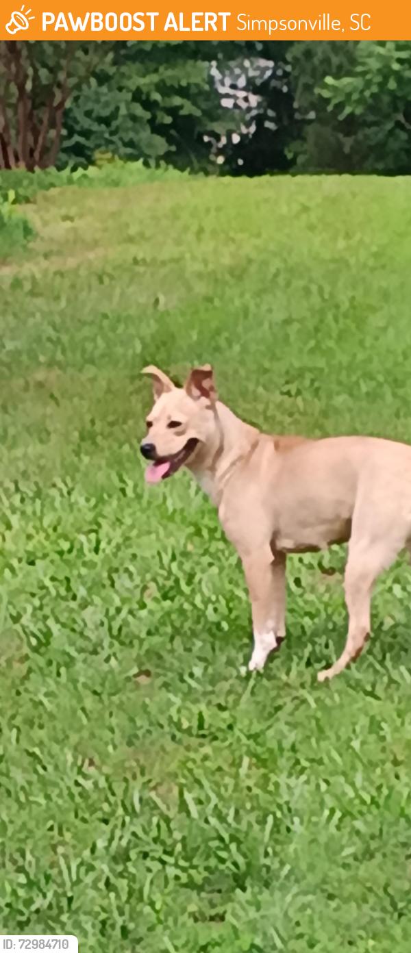 Found/Stray Unknown Dog last seen Georgia rd, Simpsonville, SC 29680