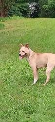 Found/Stray Unknown Dog last seen Georgia rd, Simpsonville, SC 29680