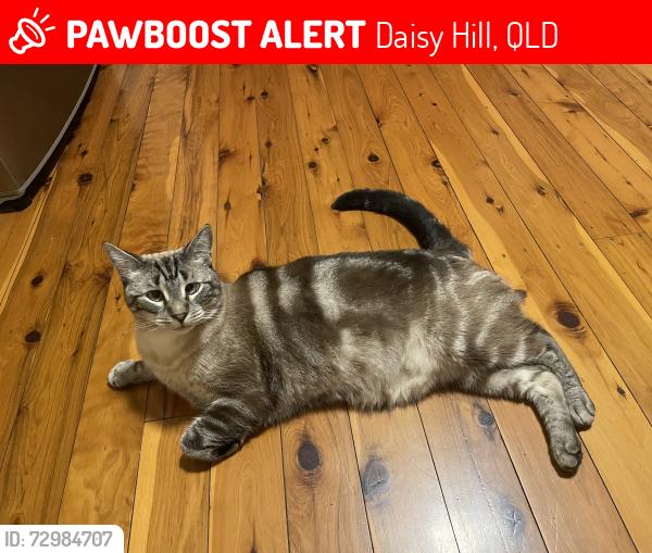 Lost Male Cat last seen Near Veronica Avenue Daisy Hill , Daisy Hill, QLD 4127