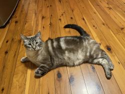 Lost Male Cat last seen Near Veronica Avenue Daisy Hill , Daisy Hill, QLD 4127
