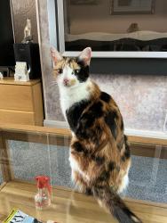 Reunited Female Cat last seen Dell Road Cotteridge , Cotteridge, England B30 2HY
