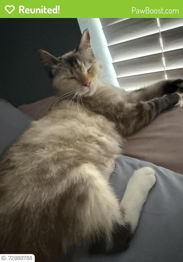 Reunited Female Cat last seen The PBI Airport, Okeeheelee Park, West Palm Beach, FL 33415
