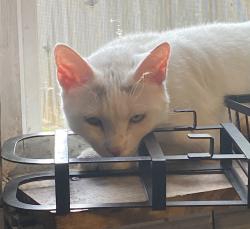Lost Female Cat last seen Rockhill Pet Clinic, Kansas City, MO 64110