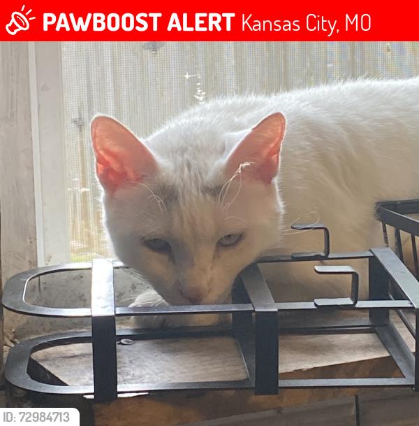 Lost Female Cat last seen Rockhill Pet Clinic, Kansas City, MO 64110