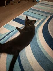Reunited Male Cat last seen Myna and Harris , Arlington, TX 76002