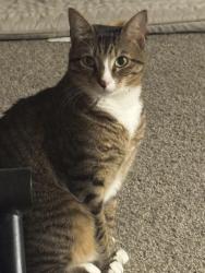 Lost Male Cat last seen Near gravago ln, New Caney, TX 77357