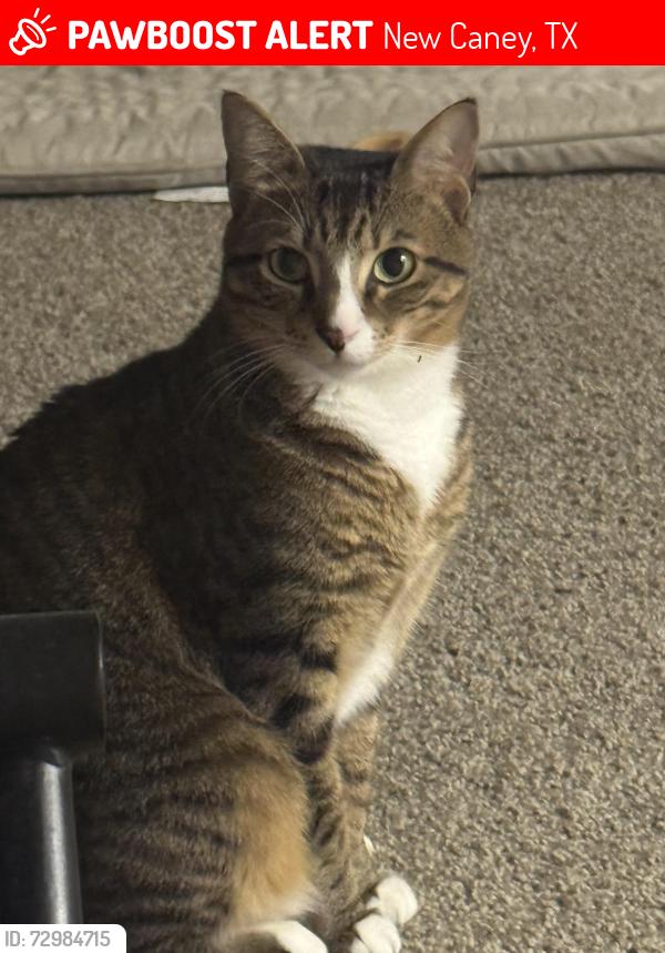 Lost Male Cat last seen Near gravago ln, New Caney, TX 77357