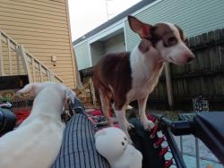 Lost Female Dog last seen Saint Anthony Street at Roman, New Orleans, LA 70119