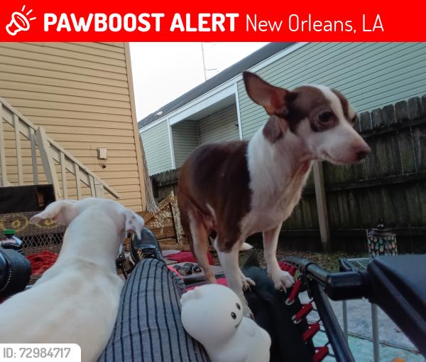 Lost Female Dog last seen Saint Anthony Street at Roman, New Orleans, LA 70119