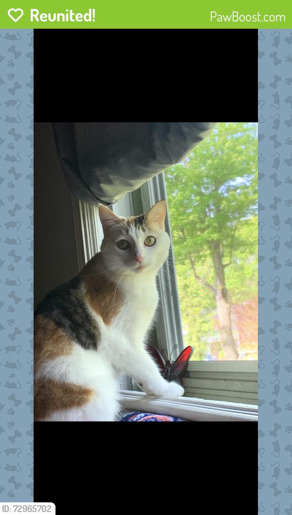 Reunited Female Cat last seen Vantage Dr & Flintstone Rd, Groveton, VA 22306