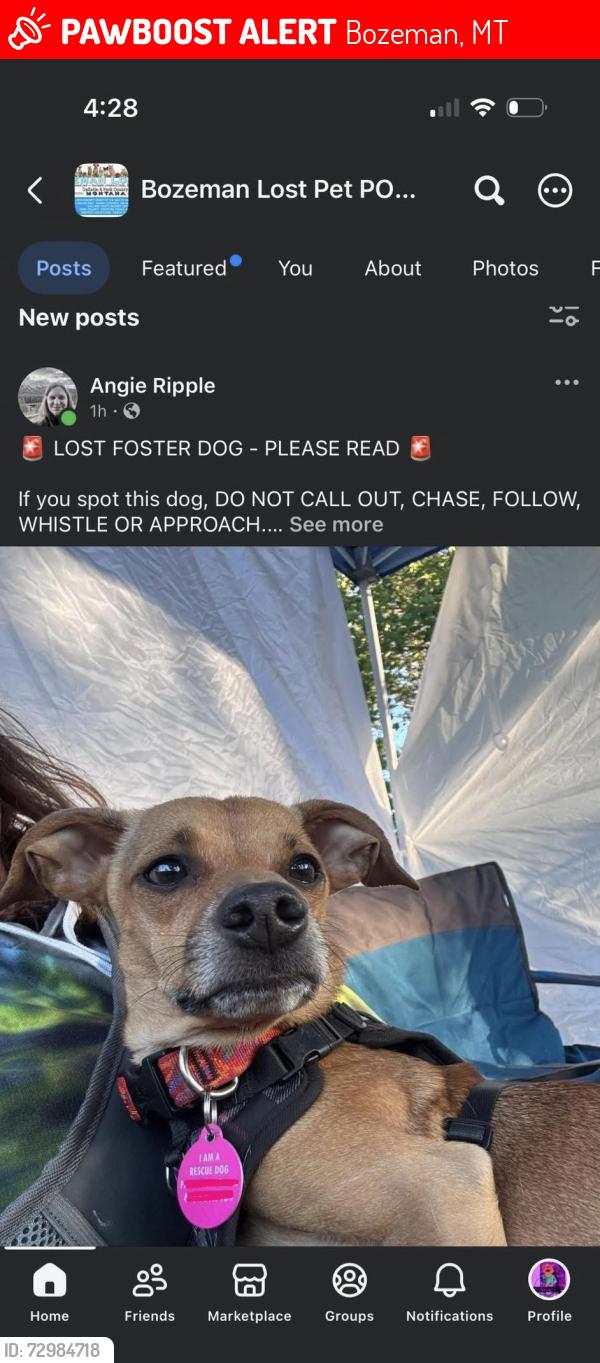 Lost Male Dog last seen Cottonwood and stucky and gooch hill, Bozeman, MT 59718