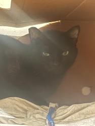 Lost Female Cat last seen Kenmore and Franklin, Los Angeles, CA 90027