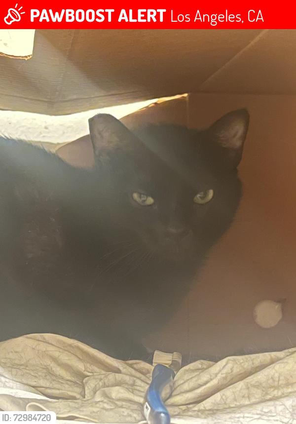 Lost Female Cat last seen Kenmore and Franklin, Los Angeles, CA 90027