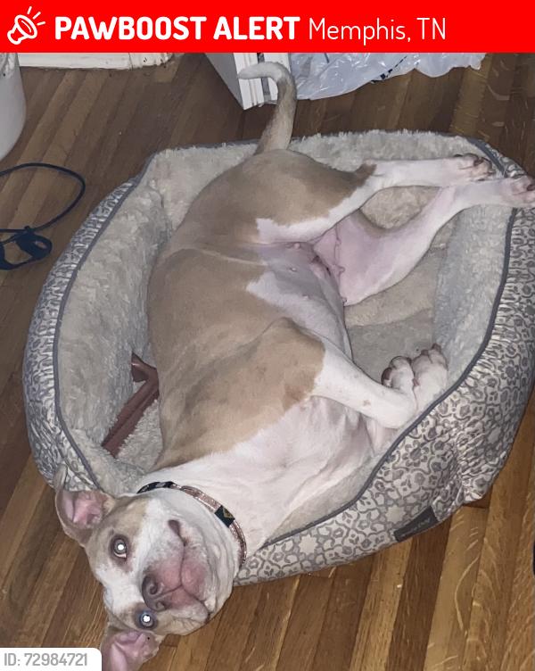 Lost Female Dog last seen Merritt St, Memphis, TN 38128