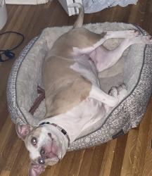 Lost Female Dog last seen Merritt St, Memphis, TN 38128