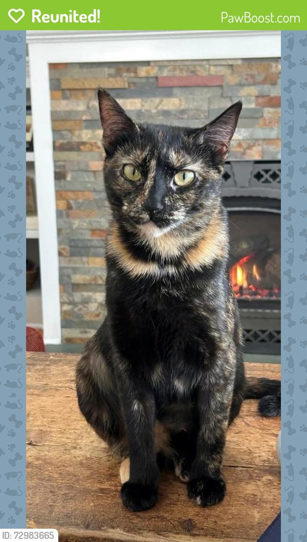 Reunited Female Cat last seen Bensonhurst Ave & Division St, Saratoga Springs, NY 12866
