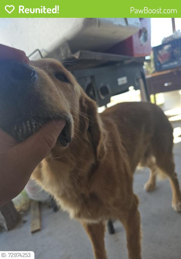 Reunited Male Dog last seen Jones and Cheyenne , Las Vegas, NV 89108