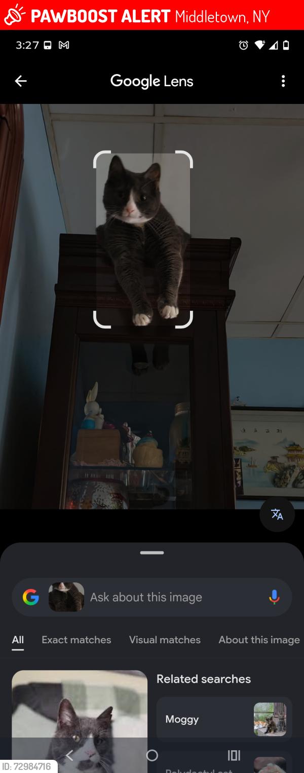 Lost Male Cat last seen Monhagen Ave Middletown NY , Middletown, NY 10940