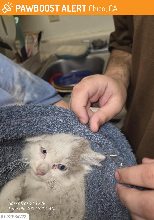 Found/Stray Female Cat last seen 4th ave, Chico, CA 95926