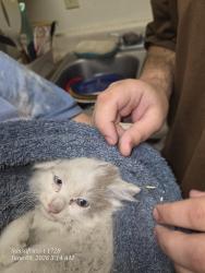 Found/Stray Female Cat last seen 4th ave, Chico, CA 95926