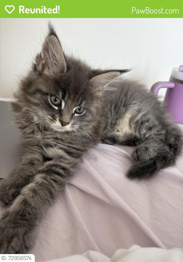 Reunited Male Cat last seen Copnor road , Portsmouth, England PO3 5AB