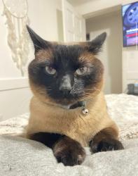 Reunited Male Cat last seen Maroneys foreign cars , Smithton, PA 15479