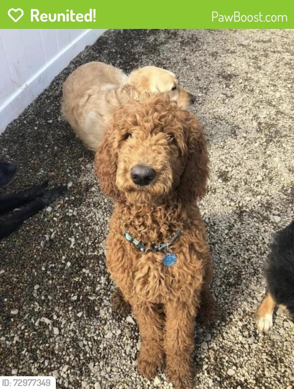 Reunited Male Dog last seen Middle/Haigh/Old Gordon roads, Brentwood, NH 03833