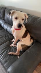 Reunited Male Dog last seen SCHAAD Rd Knoxville TN, Knoxville, TN 37921