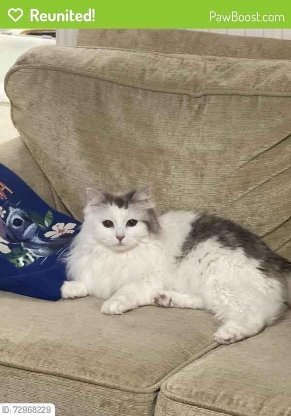 Reunited Female Cat last seen Venneit close, Oxfordshire, England OX2