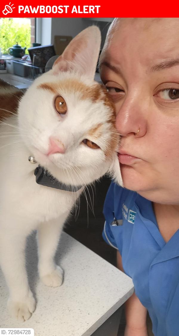 Lost Male Cat last seen Church Road, Dundonald, Lisburn and Castlereagh, Northern Ireland BT16